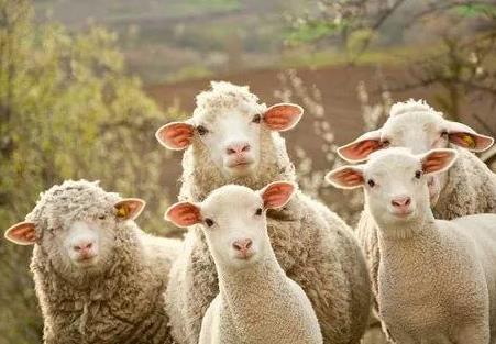 薅羊毛的小技巧：拼夕夕省钱小技巧（亲测有效）